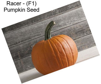 Racer - (F1) Pumpkin Seed