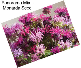 Panorama Mix - Monarda Seed