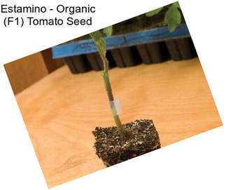 Estamino - Organic (F1) Tomato Seed