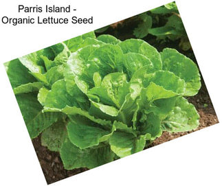 Parris Island - Organic Lettuce Seed