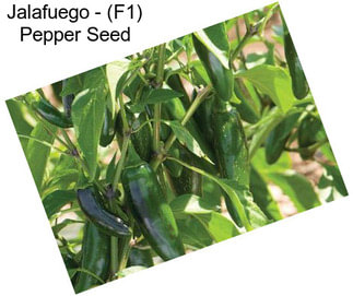 Jalafuego - (F1) Pepper Seed