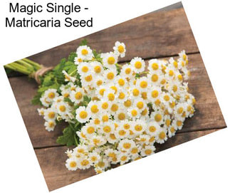 Magic Single - Matricaria Seed