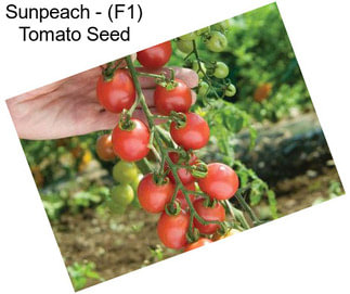 Sunpeach - (F1) Tomato Seed