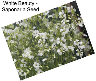 White Beauty - Saponaria Seed