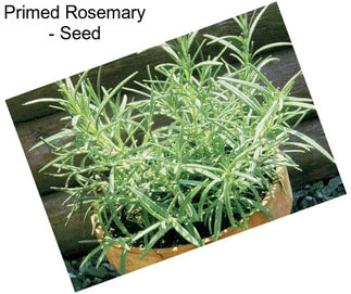 Primed Rosemary - Seed