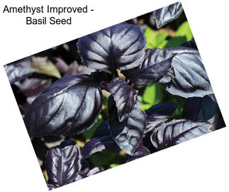 Amethyst Improved - Basil Seed