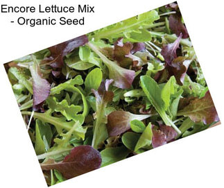 Encore Lettuce Mix - Organic Seed