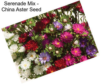 Serenade Mix - China Aster Seed