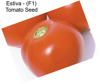 Estiva - (F1) Tomato Seed