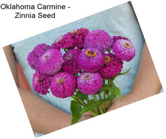 Oklahoma Carmine - Zinnia Seed