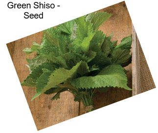 Green Shiso - Seed