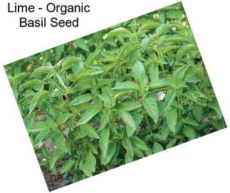 Lime - Organic Basil Seed