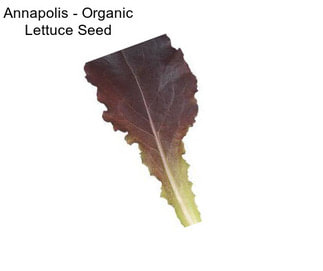 Annapolis - Organic Lettuce Seed