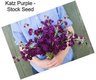 Katz Purple - Stock Seed