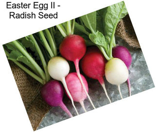 Easter Egg II - Radish Seed