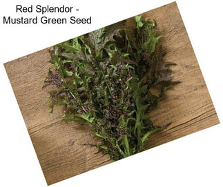 Red Splendor - Mustard Green Seed