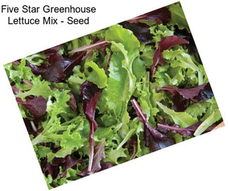 Five Star Greenhouse Lettuce Mix - Seed