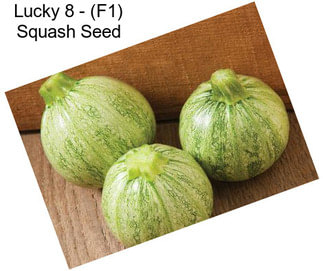 Lucky 8 - (F1) Squash Seed