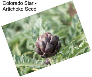 Colorado Star - Artichoke Seed