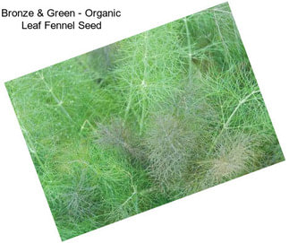 Bronze & Green - Organic Leaf Fennel Seed