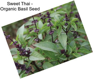 Sweet Thai - Organic Basil Seed