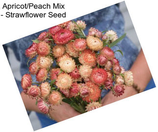 Apricot/Peach Mix - Strawflower Seed