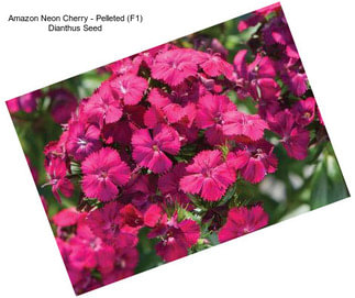 Amazon Neon Cherry - Pelleted (F1) Dianthus Seed