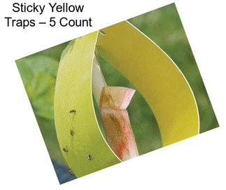 Sticky Yellow Traps – 5 Count