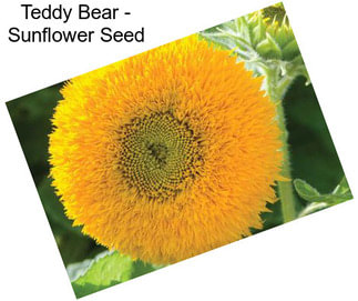 Teddy Bear - Sunflower Seed