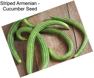 Striped Armenian - Cucumber Seed