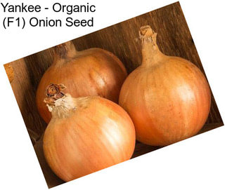 Yankee - Organic (F1) Onion Seed