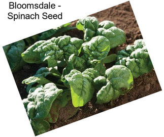 Bloomsdale - Spinach Seed