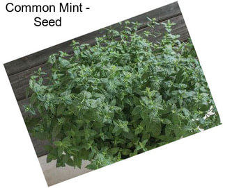 Common Mint - Seed