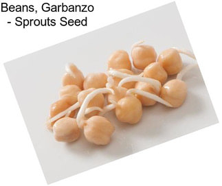 Beans, Garbanzo - Sprouts Seed