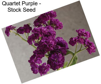 Quartet Purple - Stock Seed