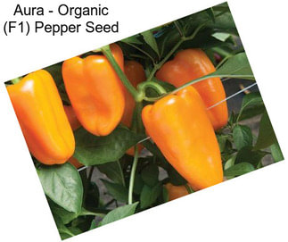 Aura - Organic (F1) Pepper Seed