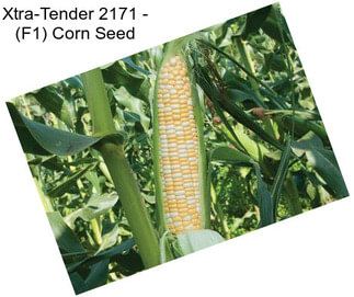 Xtra-Tender 2171 - (F1) Corn Seed