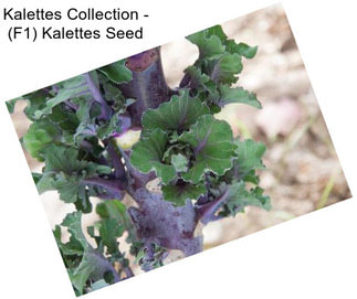 Kalettes Collection - (F1) Kalettes Seed