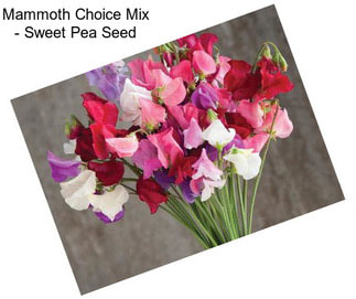 Mammoth Choice Mix - Sweet Pea Seed