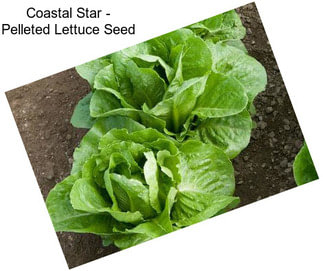 Coastal Star - Pelleted Lettuce Seed