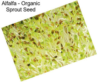 Alfalfa - Organic Sprout Seed