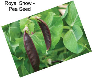 Royal Snow - Pea Seed