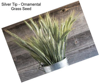 Silver Tip - Ornamental Grass Seed