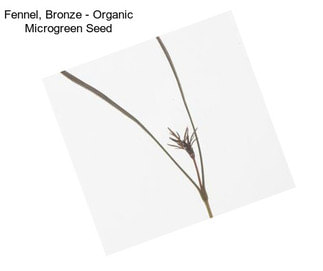 Fennel, Bronze - Organic Microgreen Seed