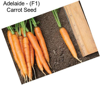 Adelaide - (F1) Carrot Seed