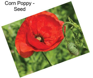 Corn Poppy - Seed