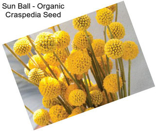 Sun Ball - Organic Craspedia Seed