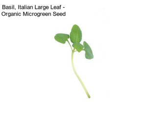 Basil, Italian Large Leaf - Organic Microgreen Seed