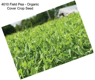 4010 Field Pea - Organic Cover Crop Seed