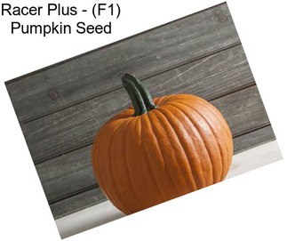 Racer Plus - (F1) Pumpkin Seed